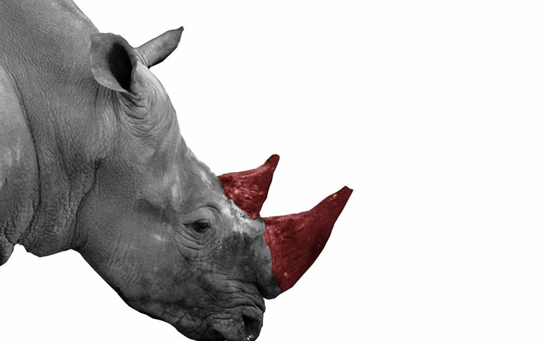 Can property rights and trade save Africa’s rhino?