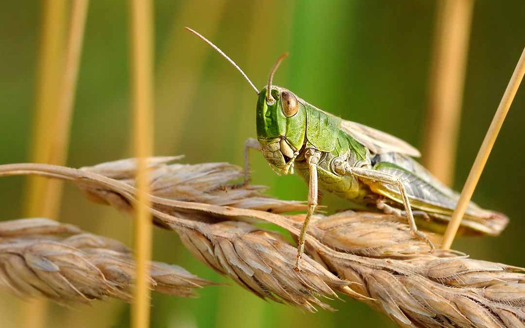 Science isn’t enough to prevent disaster: the case of the desert locust plague in East Africa