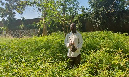 Bamboo plays an important role in regenerating East African transboundary wetlands
