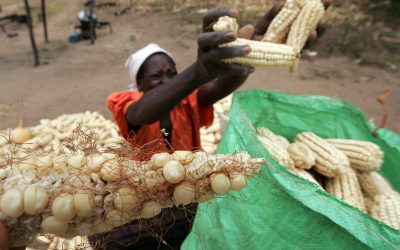 Africa must increase resilience to food insecurity caused by the Ukraine war