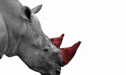 <i class='fa fa-lock-open' aria-hidden='true'></i> Can property rights and trade save Africa’s rhino?