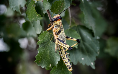 Desert locust outbreak highlights gaps in risk governance