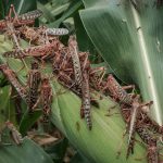 New breeding swarms of desert locusts pose major threat to food security in Horn of Africa and Yemen