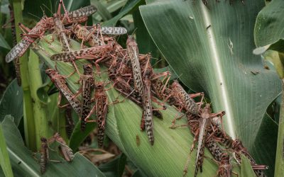 New breeding swarms of desert locusts pose major threat to food security in Horn of Africa and Yemen