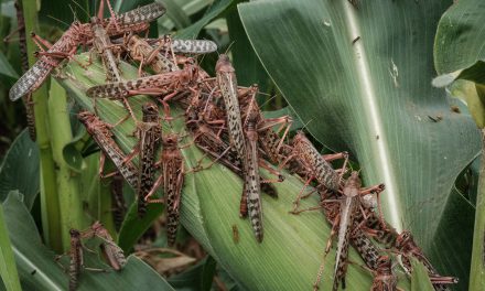 <i class='fa fa-lock-open' aria-hidden='true'></i> New breeding swarms of desert locusts pose major threat to food security in Horn of Africa and Yemen