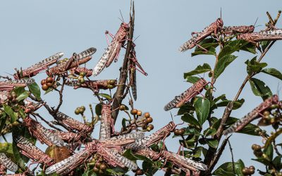 East Africa’s locust crisis reveals importance of disaster preparedness