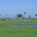 Preserving Zimbabwe’s wetlands is key to addressing water scarcity  