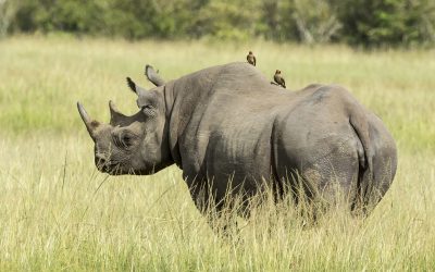 Trophy hunting in SA is not economically justified