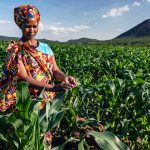 <i class='fa fa-lock-open' aria-hidden='true'></i> Going hungry or going green? A critical look at the ‘Green Revolution’ project in Africa
