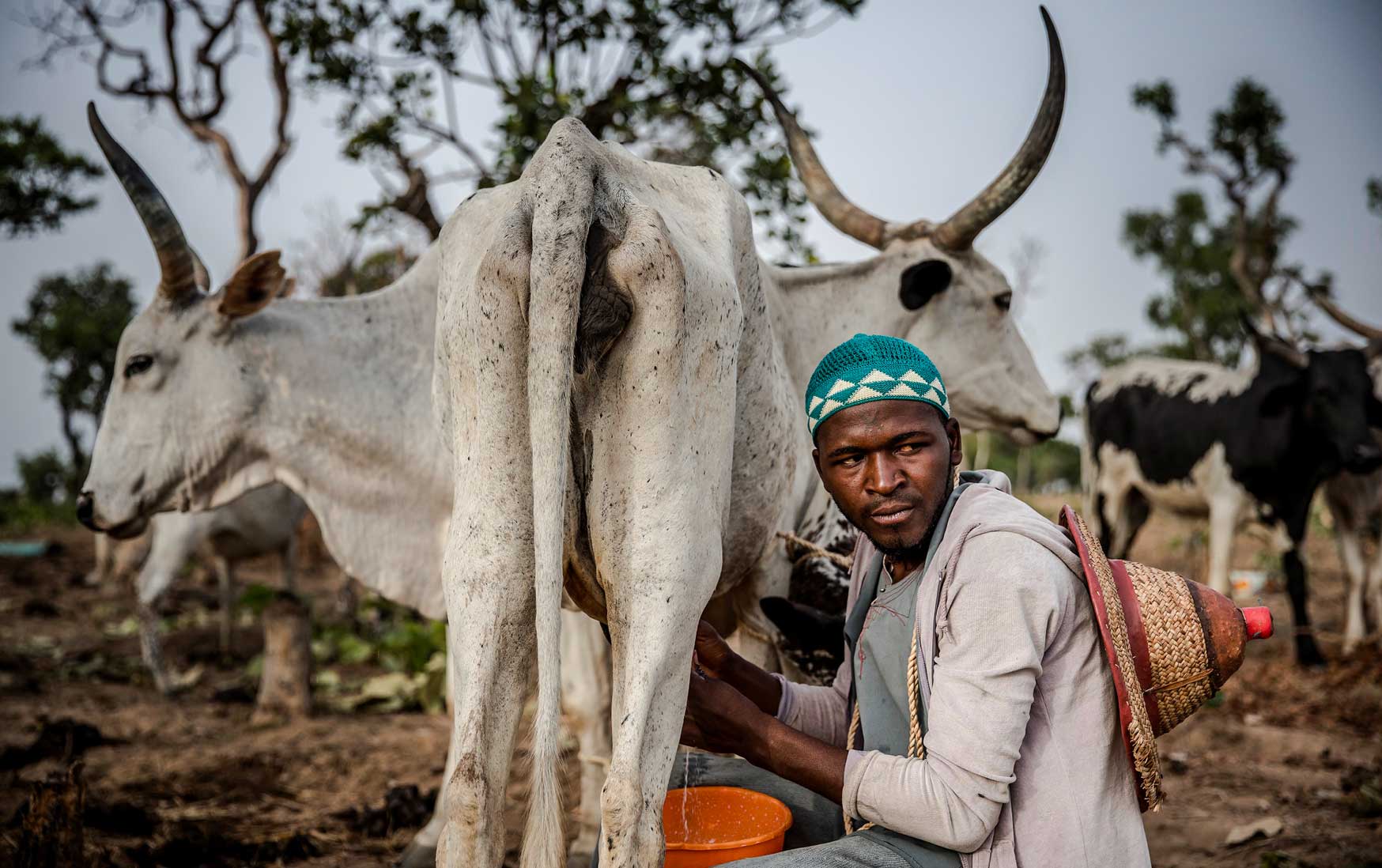Milking a cow in Kachia