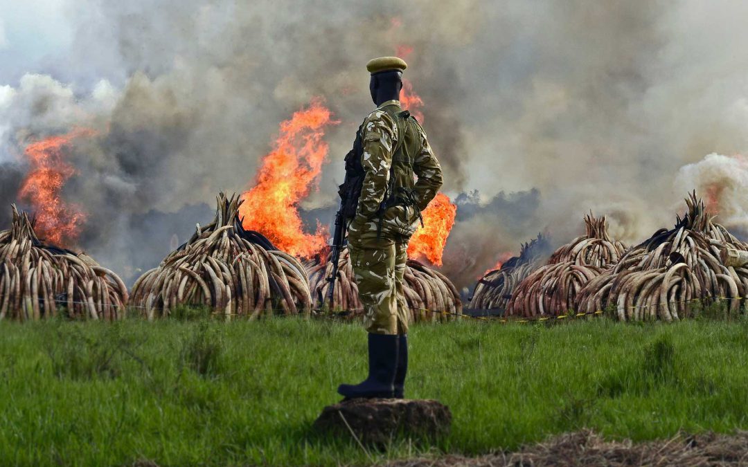 Follow the money in the illegal wildlife trade