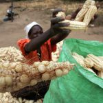Africa must increase resilience to food insecurity caused by the Ukraine war