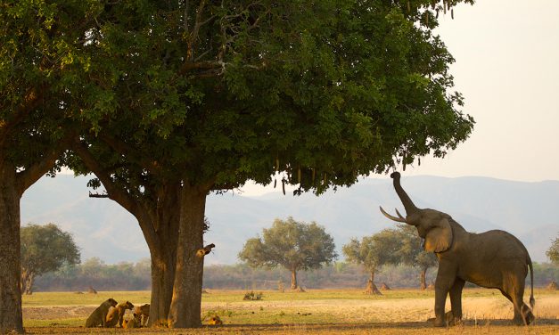 Oil and gas exploration threatens Unesco World Heritage Site in Zimbabwe