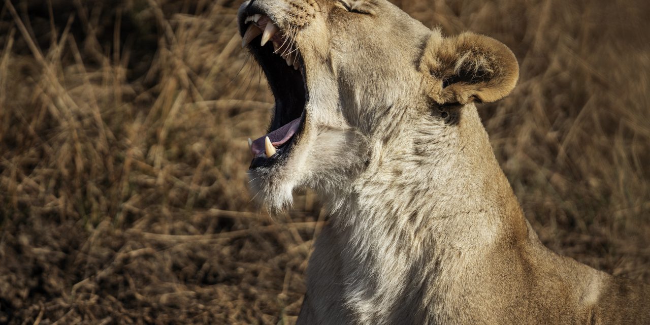 From farmland to Big Five sanctuary: The evolution of Dinokeng Game Reserve