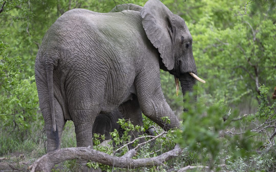 The myth of “too many elephants”