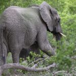 The myth of “too many elephants”