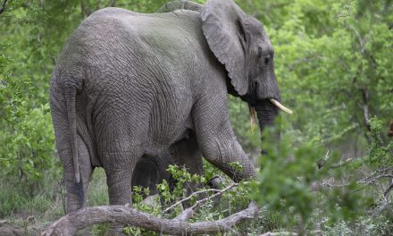 The myth of “too many elephants”