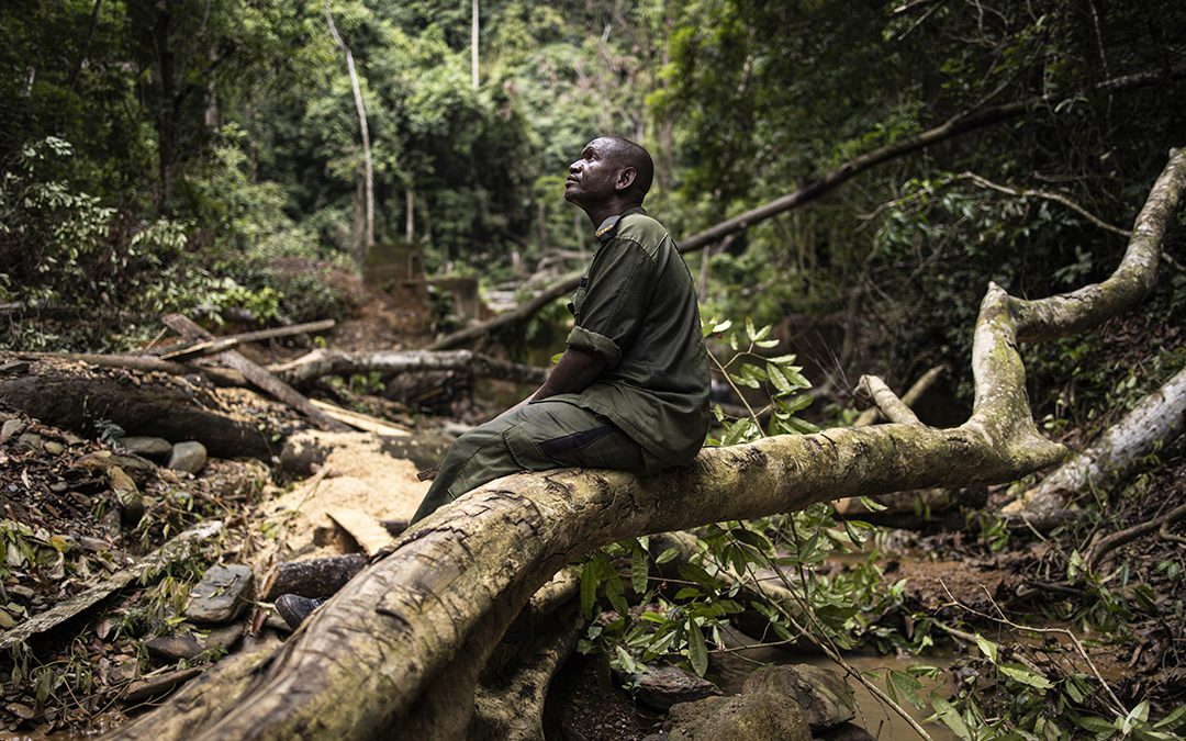 Africa’s kleptocrats enable illegal forestry