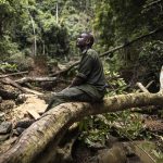 Africa’s kleptocrats enable illegal forestry