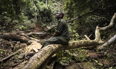 Africa’s kleptocrats enable illegal forestry