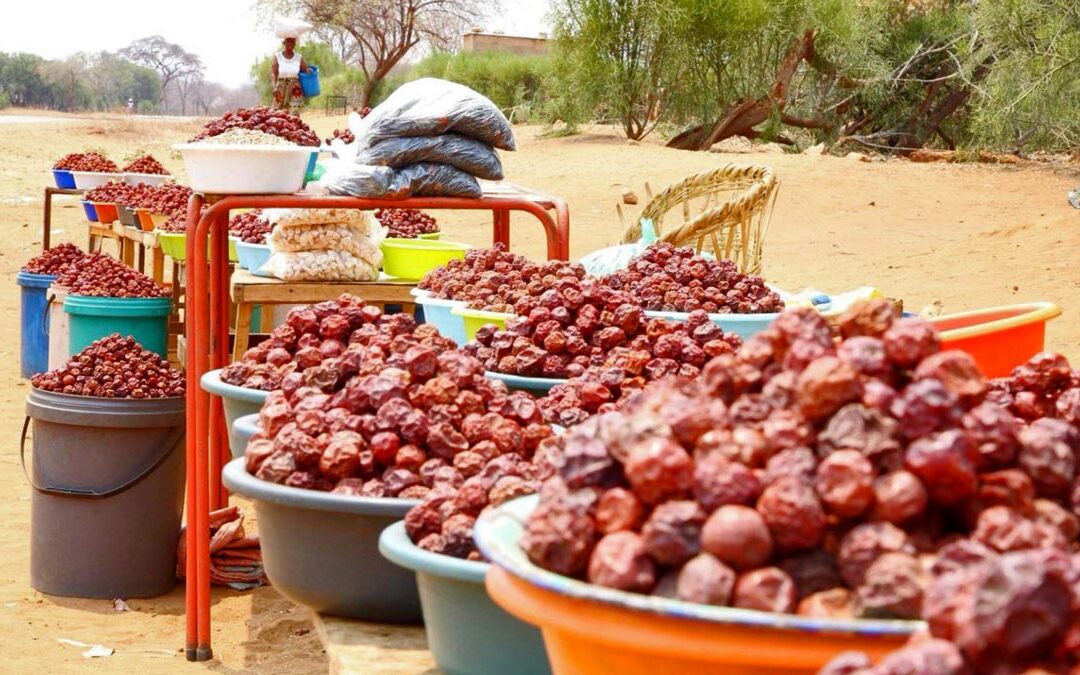 Strengthening community-centered resource governance in Mbire and Muzarabani districts, Zimbabwe