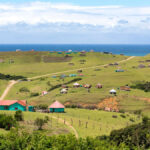 Local Governance and Service Delivery: The importance of historical context in understanding local government performance in former Homelands